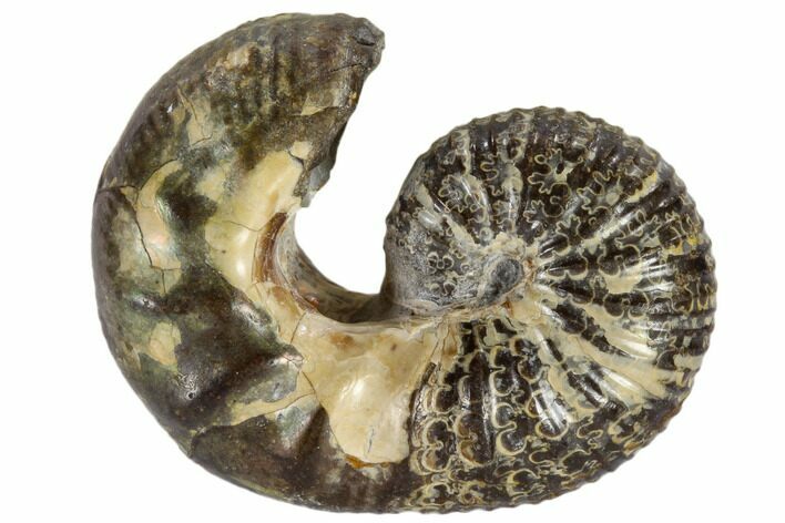 Fossil Ammonite (Scaphites) - South Dakota #117208